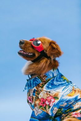 Ljubimci karneval 2026 PR 3.jpg
