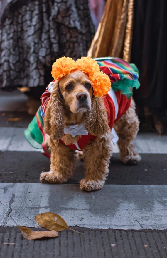 Ljubimci karneval 2026 PR 6.jpg